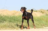 DOBERMANN 891